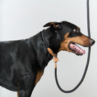 Ray Collar and Leash Set