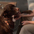 Ray Collar and Leash Set