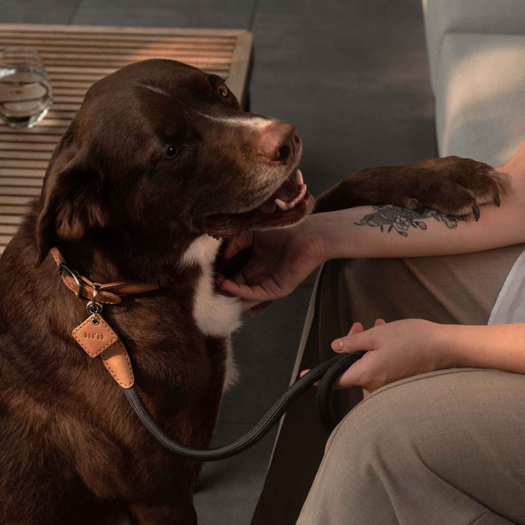 Ray Collar and Leash Set