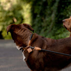 Ray Collar and Leash Set