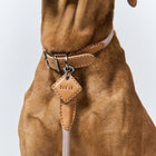 Ray Collar and Leash Set