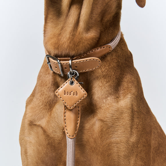 Ray Collar and Leash Set