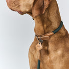 Ray Collar and Leash Set