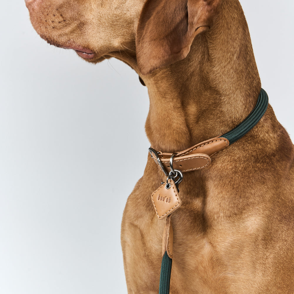 Ray Collar