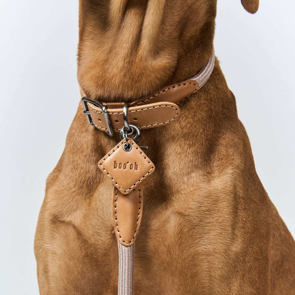 Ray Collar