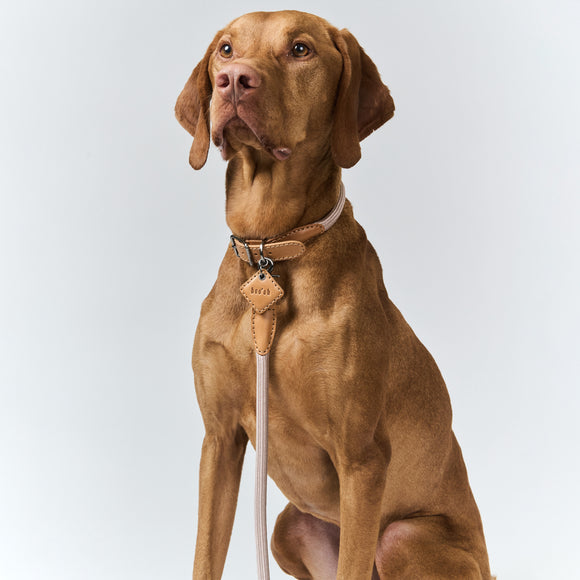 Ray Collar