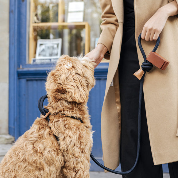 Boo'Oh Pets Ray All-in-One Leash and Harness Set - 2Modern