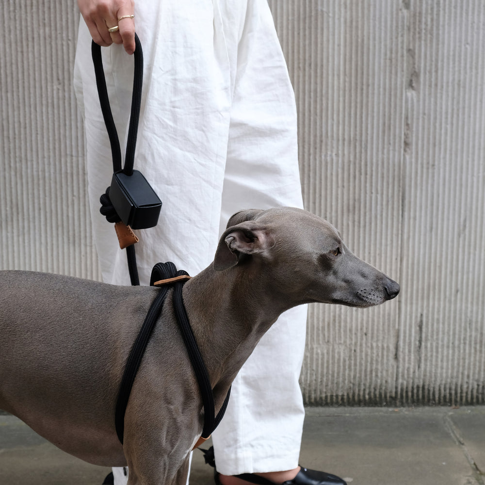 Ray All-in-One Leash and Harness Set