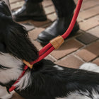 Ray All-in-One Leash and Harness Set