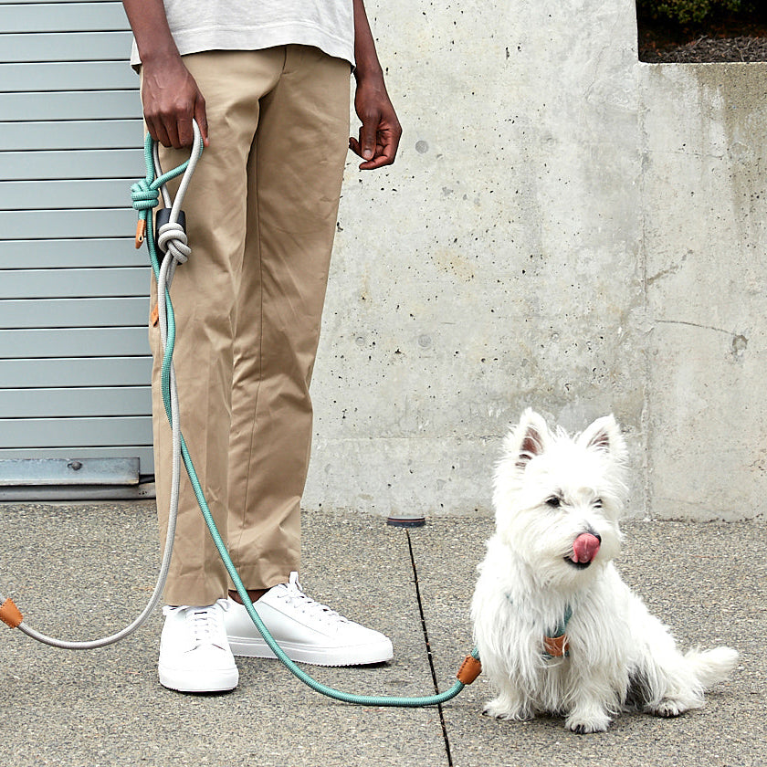 Ray All-in-One Leash and Harness Set