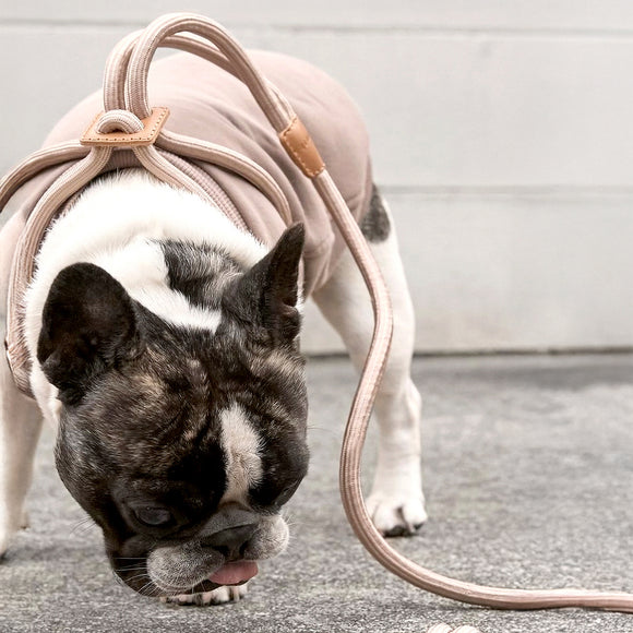 boo'oh  オールインワンハーネス Boo'Oh Pets Ray All-in-One Leash and Harness Set - 2Modern