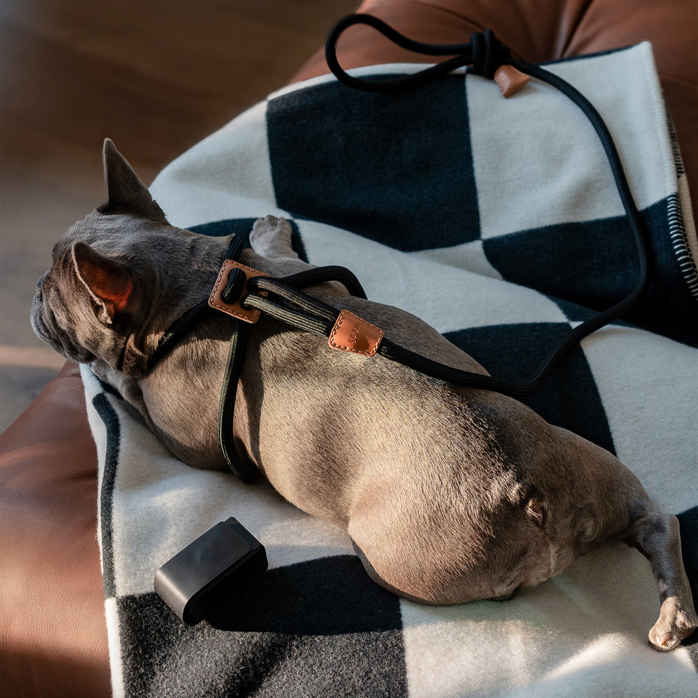 Ray All-in-One Leash and Harness Set