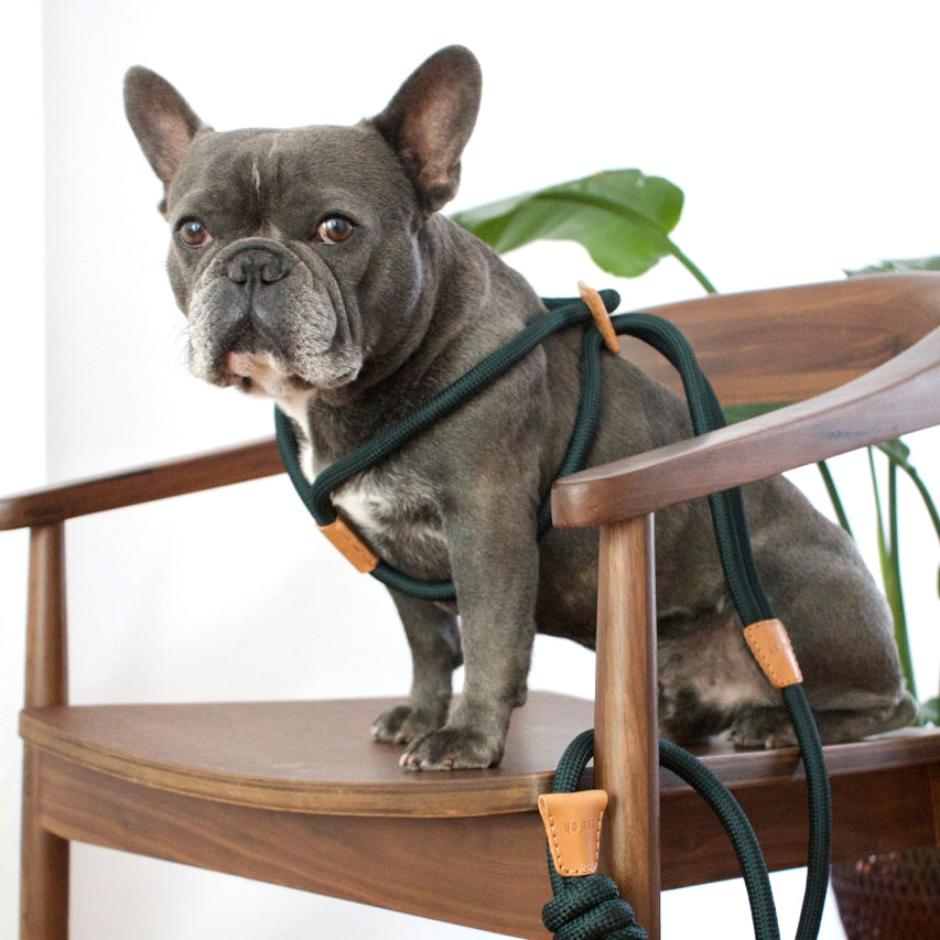 Boo'Oh Pets Ray All-in-One Leash and Harness Set - 2Modern