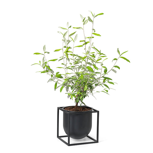 Kubus Flowerpot