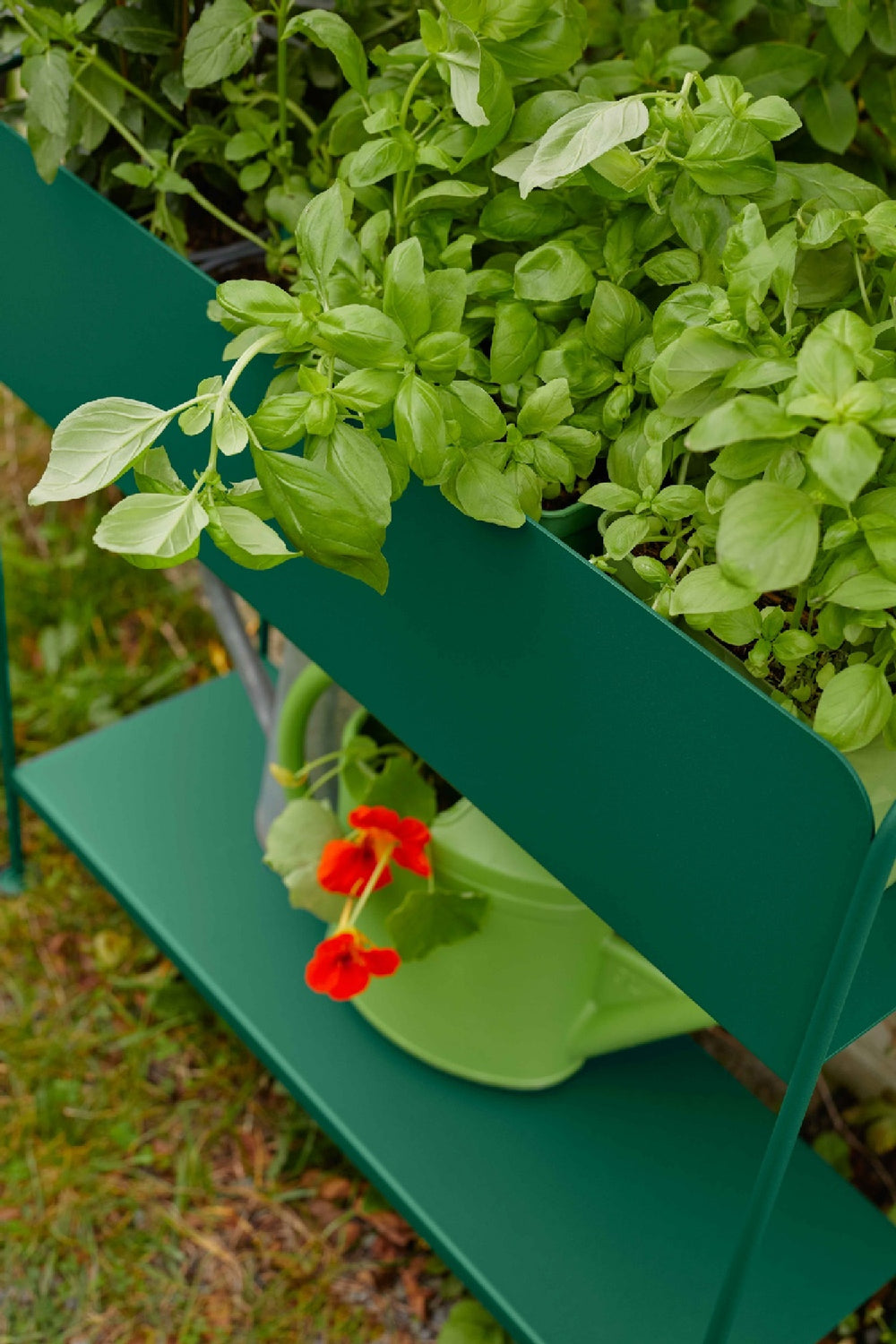Picolino Plant Holder