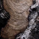 Char VI by FH Art Studio Wall Art