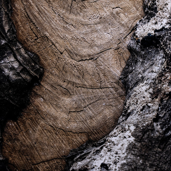 Char VI by FH Art Studio Wall Art