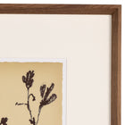 Meadow Rue by Shaina Page Wall Art Set