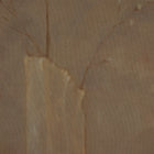 Sakura by Jess Engle Wall Art