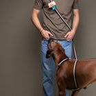 Franco Dog Leash