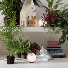 Maoo LED Table Lamp