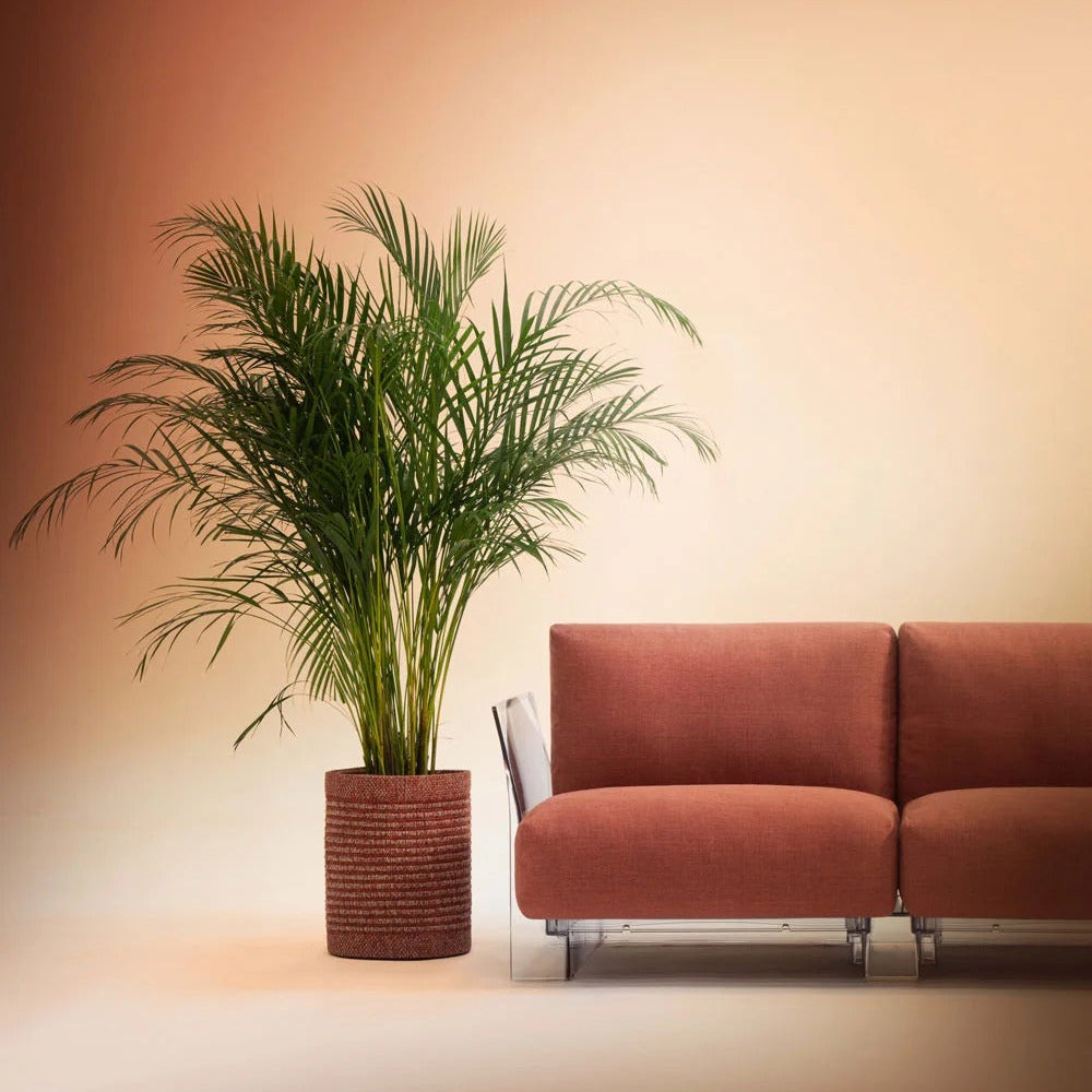 Kleo Cachepot Planter