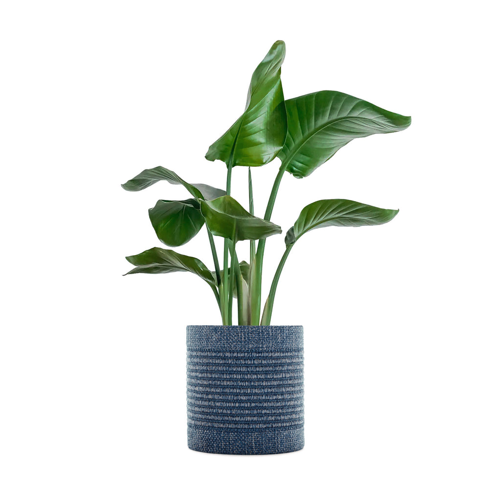 Kleo Cachepot Planter
