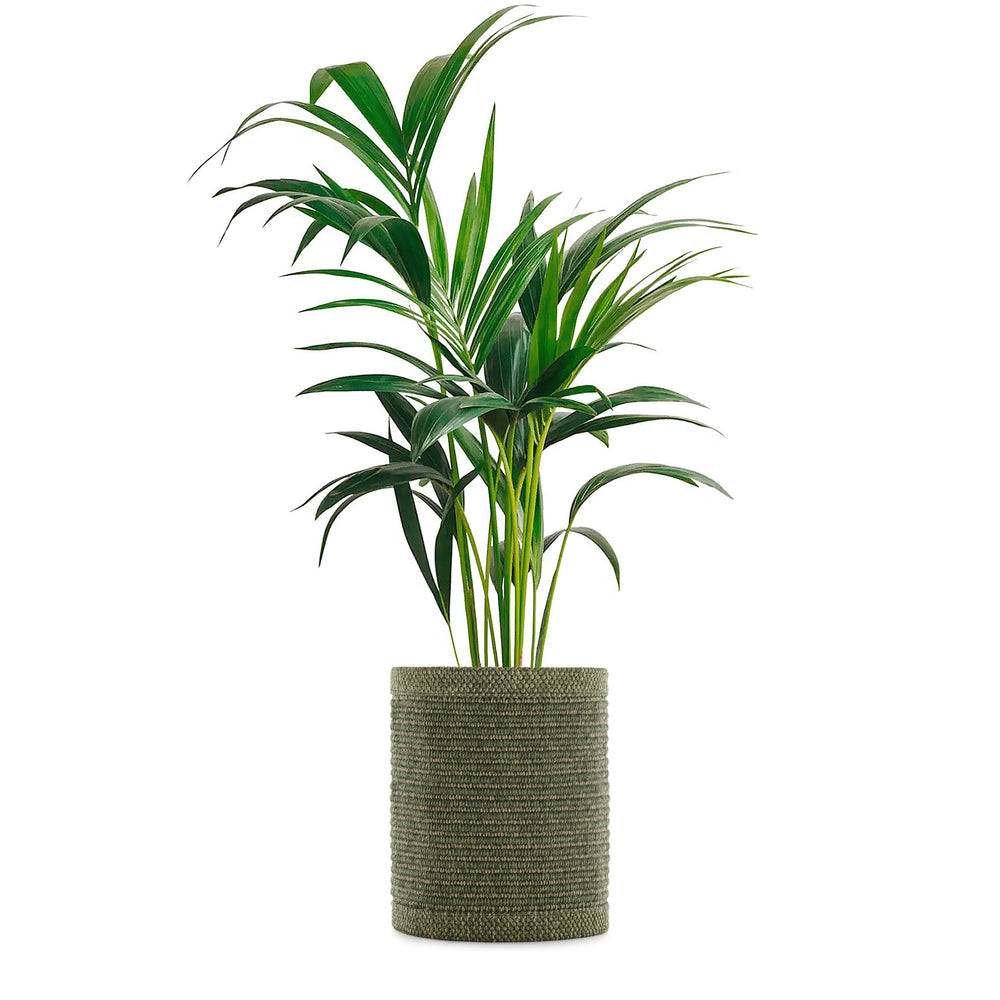 Kleo Cachepot Planter
