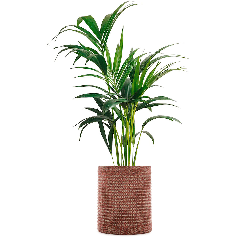 Kleo Cachepot Planter
