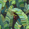 Banana Palm Dream Wallpaper  option Mercedes