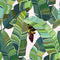 Banana Palm Dream Wallpaper  option Walt Whitman