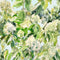 Hydrangea Garden Wallpaper  option Green Quartz
