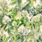 Hydrangea Garden Wallpaper  option Limelight