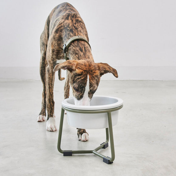 Pranzo Dog Feeder