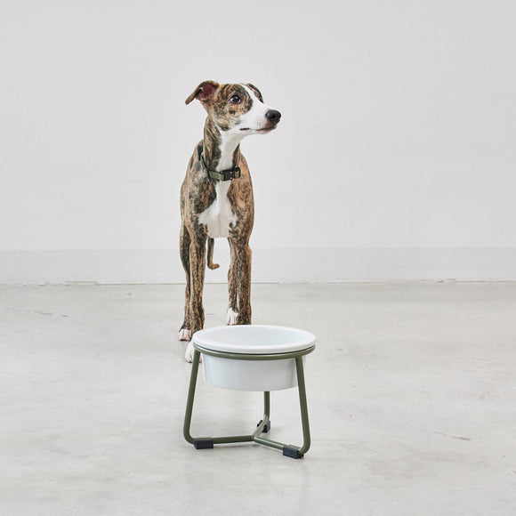 Pranzo Dog Feeder