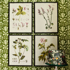Botanical I Framed Art