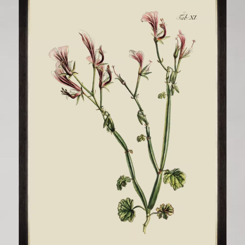 Botanical I Framed Art