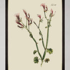 Botanical I Framed Art