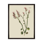 Botanical I Framed Art