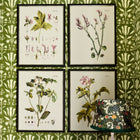 Botanical II Framed Art