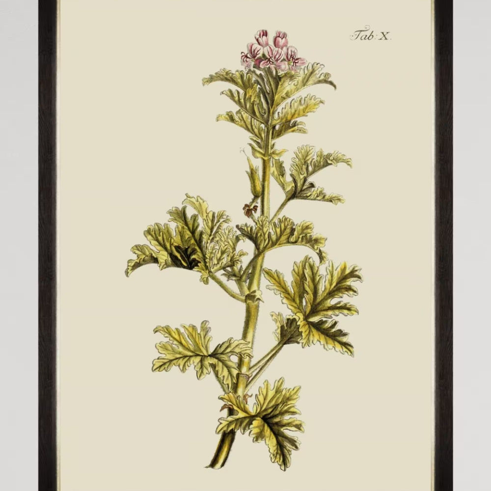 Botanical II Framed Art