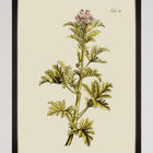Botanical II Framed Art