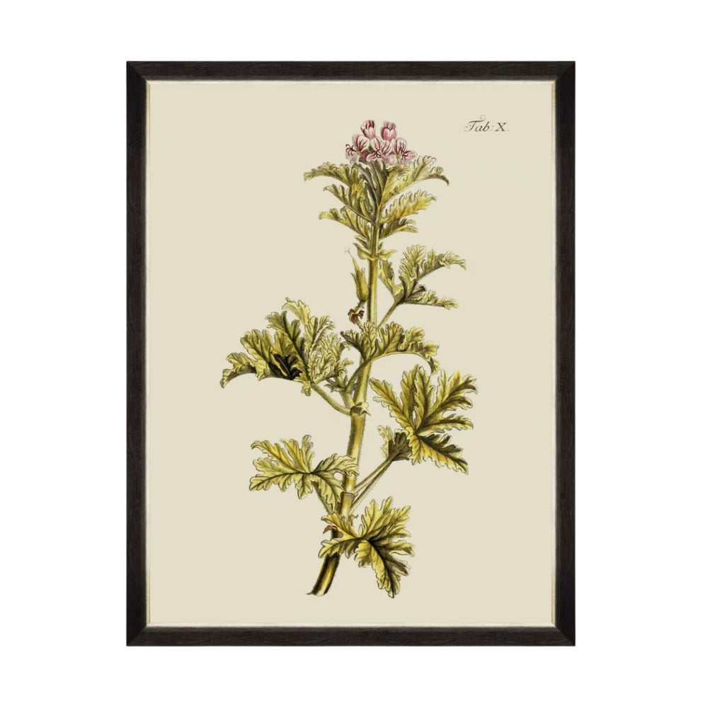 Botanical II Framed Art