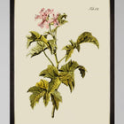 Botanical III Framed Art