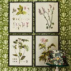 Botanical III Framed Art