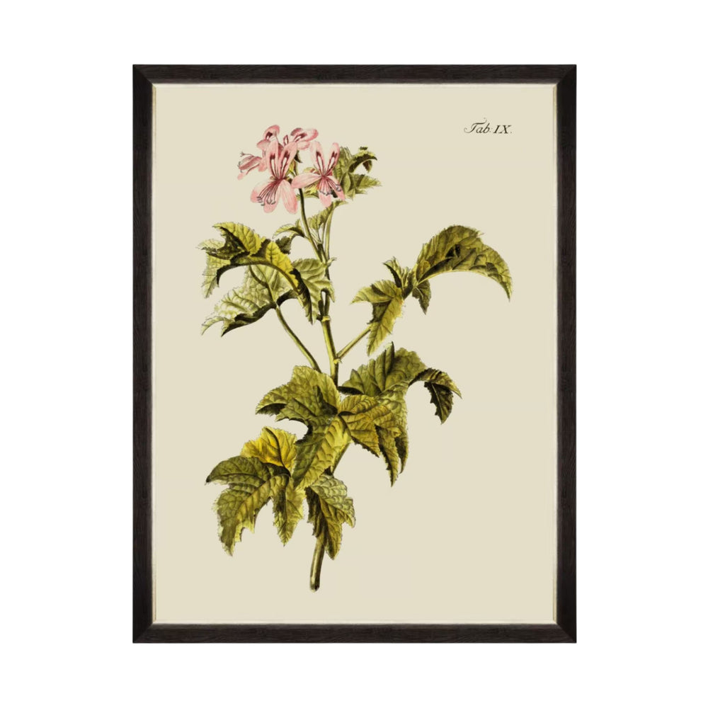 Botanical III Framed Art