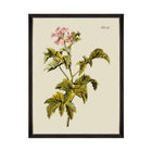 Botanical III Framed Art