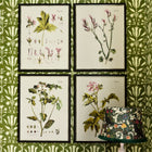 Botanical VI Framed Art