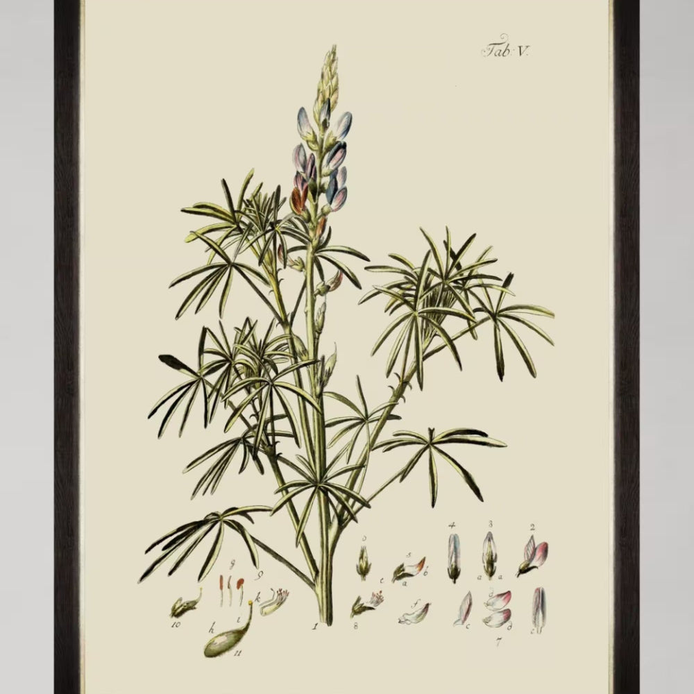 Botanical VI Framed Art