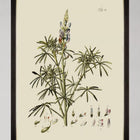 Botanical VI Framed Art